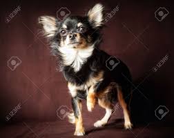 The long haired chihuahua is an ancient dog breed which has a big heart and is fiercely loyal to people and protectors of their pack. Long Hair Chihuahua Dog On Dark Brown Background Stock Photo Picture And Royalty Free Image Image 8907933