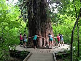 Grove of the patriarchs nature trail. Grove Of The Patriarchs Nature Trail Nature Trail Trail National Parks