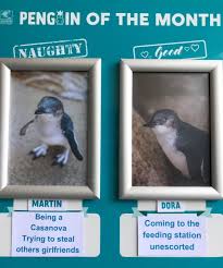 This New Zealand Aquarium Posts Naughty Penguins Of The Month And Their Offenses Are Hilarious Animal Planet Funny Animals Funny New