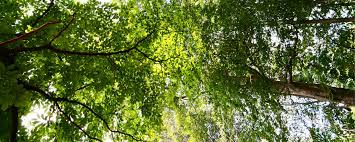 Image result for Staudtia