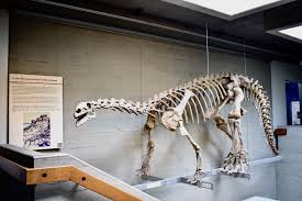 ドイツ博物館 deutsches museum update:2015/10/24 建物外観 ドイツ博物館は、世界最大の科学・技術博物館である。年間1億5千万人の来場者、50もの分野で28000の展示物を誇る。 ドイツ博物館へは、ミュンヘン中央駅北側に. ãƒ‰ã‚¤ãƒ„ã§åˆã‚ã¦æç«œãŒç™ºæŽ˜ã•ã‚ŒãŸãƒ‹ãƒ¥ãƒ«ãƒ³ãƒ™ãƒ«ã‚¯ã®è‡ªç„¶å²åšç‰©é¤¨ Chika Travel
