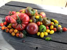 Every spring i sell heirloom tomato plants at the farmers' markets and i'm always trying to organize the information in a way that is not so overwhelming for people. Tomato Sow And Grow Guide Tomatoes Botanical Interests
