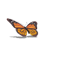 Browse and download hd flying butterflies png images with transparent background for free. Orange Butterfly Flying Gif Fly Gif Butterfly Gif Butterflies Flying