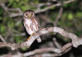 Protected from direct take of individuals and nests/eggs by the migratory bird habitat: The Owls Of French Guiana Springerlink