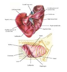 2019 Ultimate Veterinary Guide To Dog Anatomy With Images