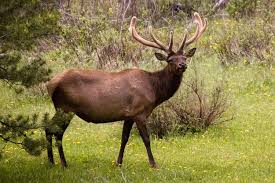 Utah S State Mammal The Rocky Mountain Elk Animals Elk Hunting North American Wildlife
