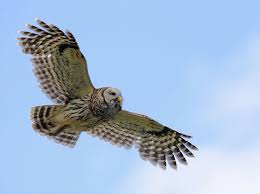 Check spelling or type a new query. Living On Earth Birdnote Barred Owl