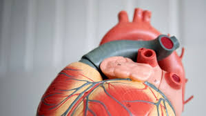 Auch wenn die symptome oft unspezifisch sind: Stumm Und Gefahrlich Herzmuskelentzundung Archiv