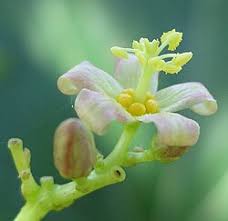 Image result for Jatropha botswanica