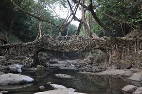 Ficus elastica, rubber bush, with large, dark green, shining leaves, as a indoor plant or in a bucket. Living Root Bridges In Cherrapunji India The Ficus Elastica Tree Has Secondary Roots That Can Be Guided Hundreds Of Feet Across Rivers In Time They Grow Into Live Tree Nature Landscape