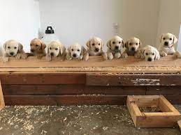 More labrador retriever puppies / dog breeders and puppies in oregon. Oregon Sunshine Labs Yellow Labrador Family Dogs With Hunting Backgrounds