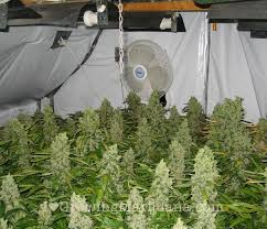 The first step to setting up a grow room begins with finding a space that is out of the way with no traffic. Small Grow Room Setup Novocom Top