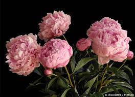 Sollten sie zu groß werden, können sie durchaus auch geteilt werden. Pfingstrosen Pflege Standortwahl Und Uberwintern Garten Hausxxl Garten Hausxxl