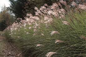 Image result for Miscanthus sinensis