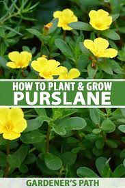 Purslane is a weed, but it has great health benefits. How To Plant And Grow Purslane Gardener S Path