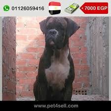 مصر القاهرة أنثى بوكسر برندل سنه و ٦ شهور تقليب عالي جدا مستوي عالي تربيه منزليه هاديه جدا مخلفه مره وداخله علي حيضه بجميع تطعيماتها وورقها سعر ٧ dogs animals