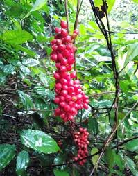 Image result for Pentadiplandra brazzeana