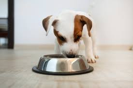 Feeding your dog once a day is common for many dog owners. How Much To Feed A Puppy Everything You Need To Know Petfinder