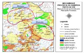 Image result for Adenia zambesiensis