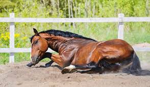 Colic examination for horses