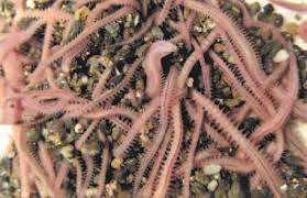 Image result for Polychaeta spp.