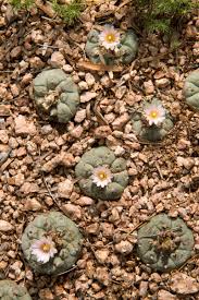 The texas parks and wildlife department (tpwd) has done extensive landowner liaison work, and determined that the known geographic range of the star cactus in the u.s. Borderland Rebellion Biographic