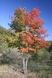 We did not find results for: Big Tooth Maple Red Fall Color Parking Lot Canopy Plants Garden Answers Maple Tree