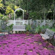 Find the perfect creeping thyme stock illustrations from getty images. Pin By Vlr On Yard Design Ground Cover Seeds Ground Cover Plants Creeping Thyme