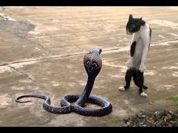 Fearless Cats 29 Cats Who Are Totally Badass Epic Laughs Cerdas Pohon Pisang Bisa Menghasilkan Ikan Youtube Youtube