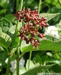 Image result for Vincetoxicum conspicuum