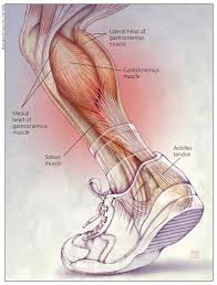 The tendons in the front of the knee are the quadriceps tendon and the patellar tendon. Chronic Achilles Tendon Problems An Overview