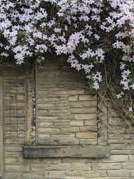 Check out our favorite cold hardy clematis varieties on gardener's path. Gardening Clematis The Queen Of Climbers Adds Colorful Yard Appeal