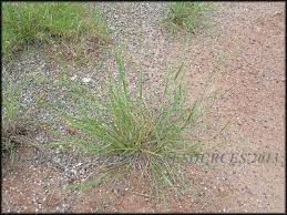 Image result for Eragrostis echinochloidea