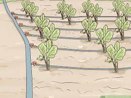 Cover crops provide many benefits to the soil by reducing erosion and runoff, increasing water infiltration and increasing organic matter. How To Grow A Sustainable Garden With Pictures Wikihow