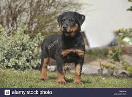 Beauceron tina 9 mois (3) 28/07/2011.sdc11254.avi. Beauceron Welpen Stockfotografie Alamy