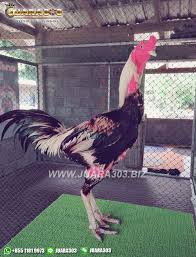 Jadwal arena s128 sabung ayam online rabu 17 februari 2021. Pin Di Sabung Ayam