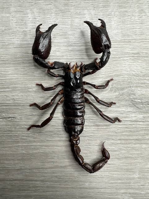 MASSIVE Real Asian Forest Scorpion Heterometrus Spinifer | Giant 6"  Specimens | Museum Grade | Insect Taxidermy - Etsy