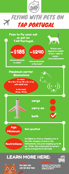 Here's what you need to know about their loyalty program. The 12 Best Airlines For Cats Ultimate Guide 2019 Fluffy Kitty