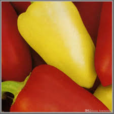 Fans of red royz, viktoriya d, rare viktoriya. Rare Seeds Sweet Pepper Viktoriya Russian Organic Heirloom Vegetable Seed Nz 2021 From Bestmeifang Nz Nz 6 61 Dhgate Nz