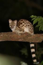 Image result for Commiphora fulvotomentosa