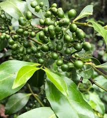 Image result for Psydrax