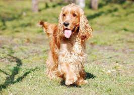 English Cocker Spaniel One Of The Best Dog Breeds For Hunting Most Popular Dog Breeds Cocker Spaniel Dog Breed Photos
