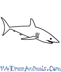 Below the snout, extend two more curved lines. How To Draw A Shark
