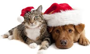 Dog in santa stocking hat santa claus christmas vector. Cat And Dog Lying Side By Side Wearing Santa Hat Hd Wallpaper Wallpaper Flare