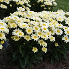 Image result for Leucanthemum