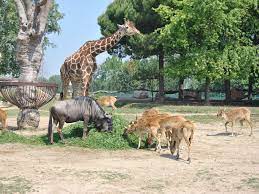 The okavango delta safari is a rare inland delta that empties onto a swampy plain rather than the ocean. Safari Park At Lake Garda Hotel Orione