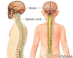 Foramen Magnum Growth In Achondroplasia Beyond Achondroplasia