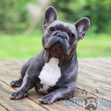 We also have a pet nanny service that will fly your puppy to an airport near you, and ground delivery that will meet you near your home. Barker Frenchies Kalamazoo Mi 2021
