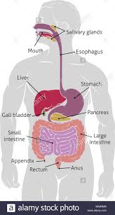 Human Gut Digestive System Gastrointestinal Tract Stock