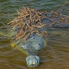 Bbc News On Instagram Take A Close Look At This Picture No That S Not Seaweed Covering The Crocodile It S Actually Lots Gharial Crocodiles Nature Animals